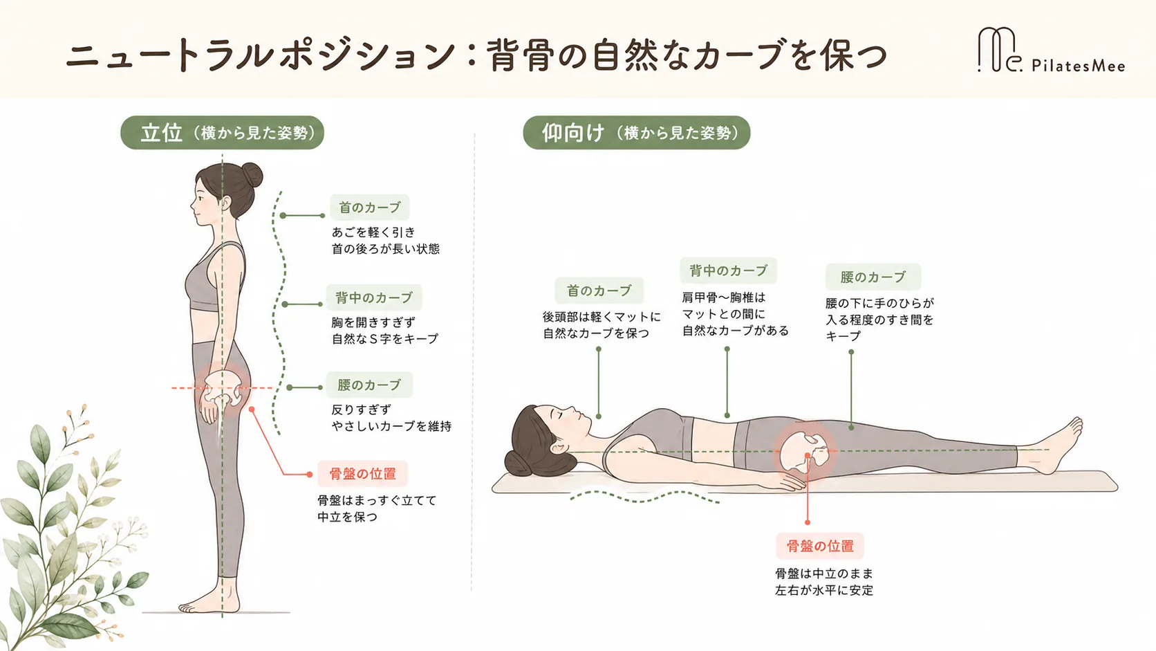 ニュートラルポジション:背骨の自然なカーブを保つ ニュートラルポジション:背骨の自然なカーブを保つを説明するPilates Meeの記事内画像